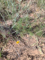 Thelesperma filifolium
