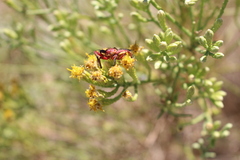 Apiomerus flaviventris