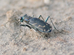 Cicindela tranquebarica