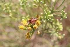 Apiomerus flaviventris