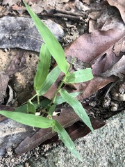 Urochloa reptans