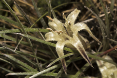 Conostylis androstemma