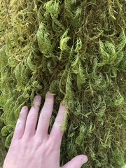 Dendroalsia abietina