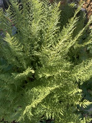 Athyrium americanum