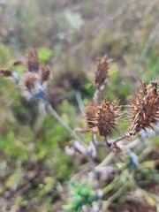 Argemone polyanthemos