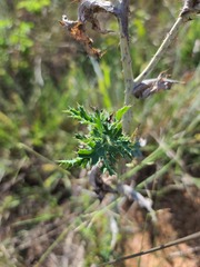 Argemone polyanthemos