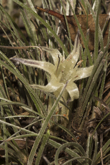 Conostylis androstemma