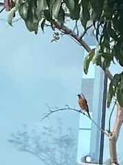 Phoenicurus auroreus