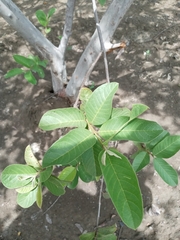 Psidium