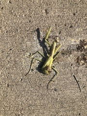 Stagmomantis carolina