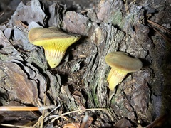 Phylloporus leucomycelinus