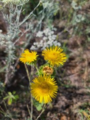 Grindelia ciliata