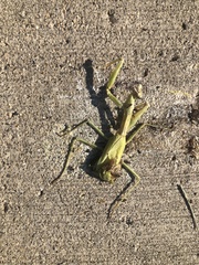 Stagmomantis carolina