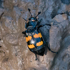 Nicrophorus defodiens