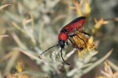 Crossidius coralinus