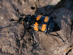 Nicrophorus defodiens