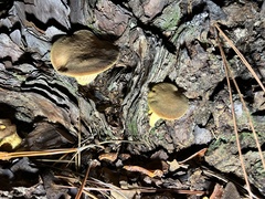 Phylloporus leucomycelinus