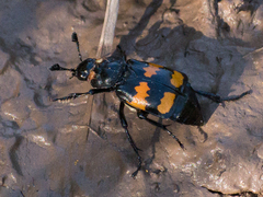 Nicrophorus defodiens