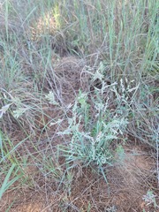 Eragrostis secundiflora