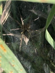 Agelenopsis