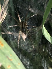 Agelenopsis