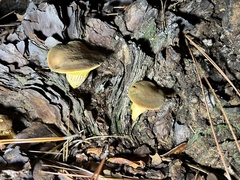 Phylloporus leucomycelinus