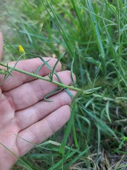 Croptilon hookerianum