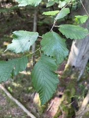 Alnus incana