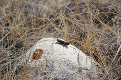 Arphia pseudonietana