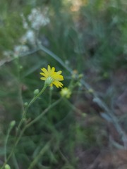 Croptilon hookerianum