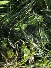 Agelenopsis