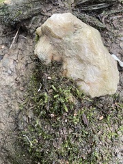 Pseudotaxiphyllum elegans