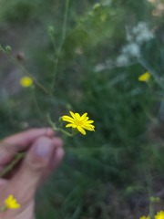 Croptilon hookerianum