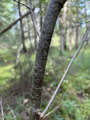 Alnus incana