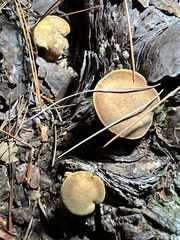 Phylloporus leucomycelinus