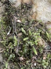 Pseudotaxiphyllum elegans