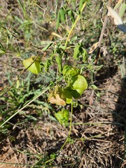 Cardiospermum halicacabum