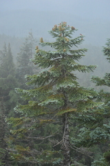 Abies procera