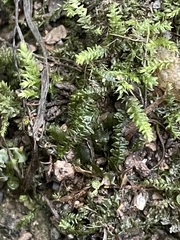 Pseudotaxiphyllum elegans