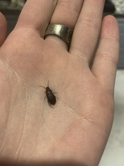 Amphasia interstitialis