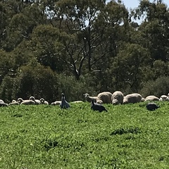 Numida meleagris domesticus