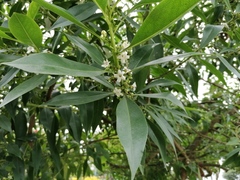 Myoporum