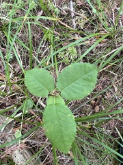Amelanchier arborea