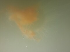 Phacellophora camtschatica