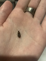 Amphasia interstitialis