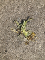 Stagmomantis carolina