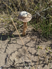 Montagnea arenaria