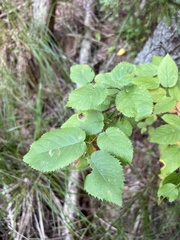 Amelanchier arborea