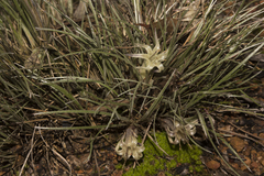 Conostylis androstemma