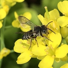 Coelioxys octodentatus